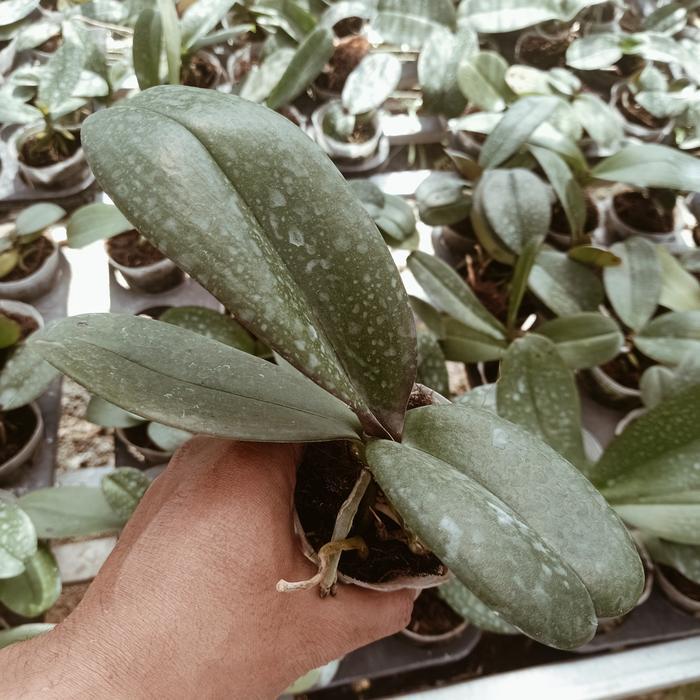 Best Seller Remaja Anggrek Bulan Phalaenopsis Hybrid Warna Koleksi Bibit Bunga Original