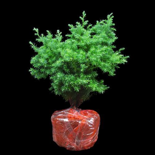 "New" Florist Katusba Tanaman Outdoor Cemara Embun Murah Ukuran 20/30cm Warna Hijau