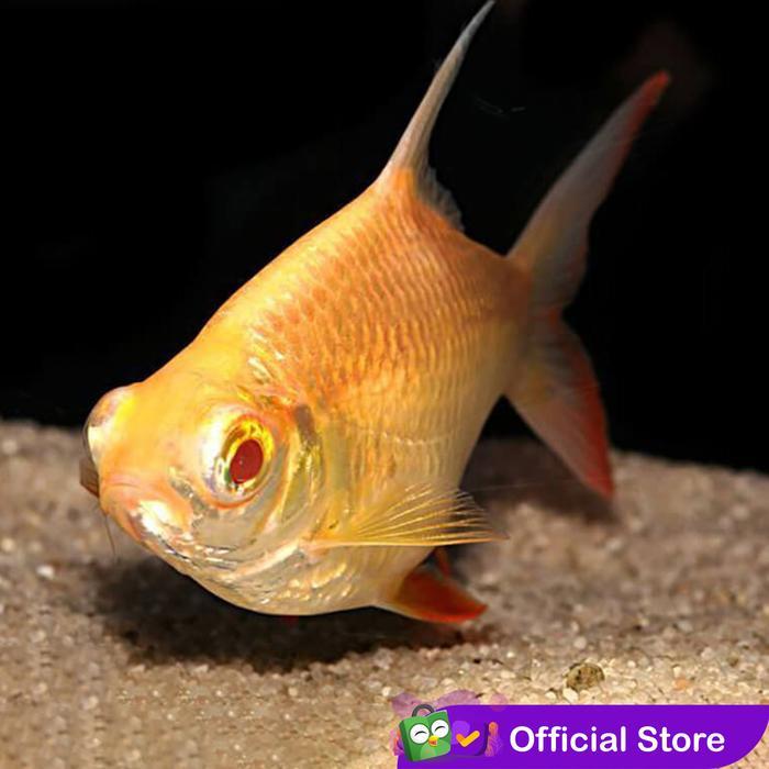 Terlariss Kaviat Albino / Kafiat Tinfoil Barb / Ikan Hias Air Tawar