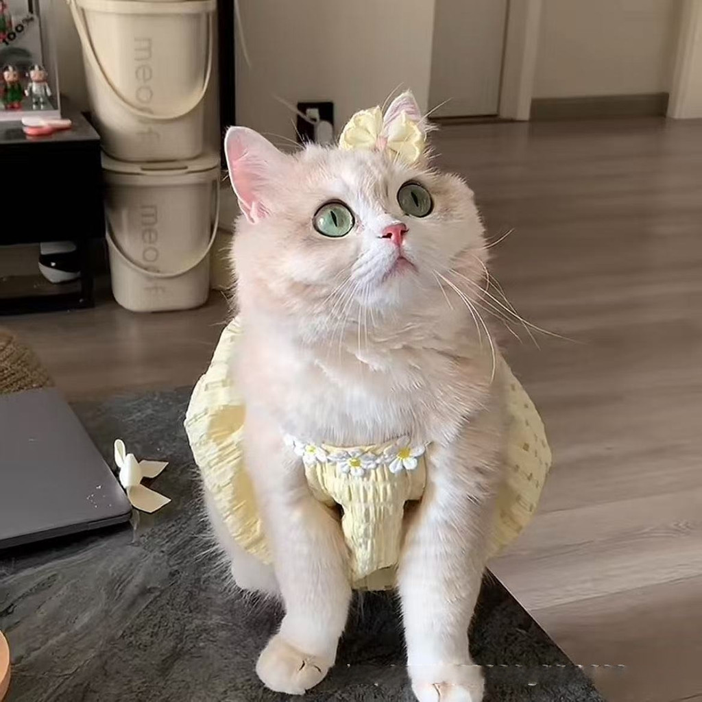 Kitten Summer Clothes Small Skirt Anti-shedding Cute Ins Golden Gradient Ragdoll British Shorthair