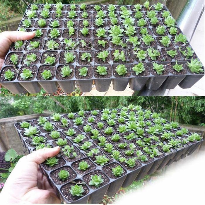 Promo [10Pcs]Nampan Semai Nampan Tanam Nampan Semai Lada Nampan Semai Kelapa Sawit Nampan Semai