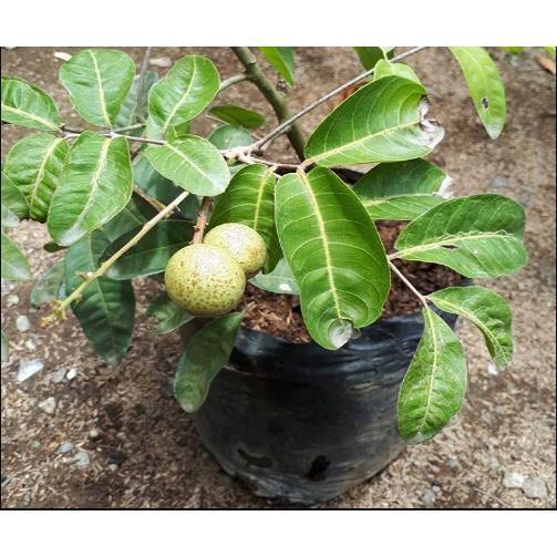 BIG SALE Pohon Kelengkeng Aroma Durian Bibit Super Unggul / Cepat Berbuah / Sudah Berbunga