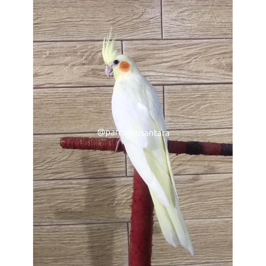 Burung Parkit Australia Lutino Jinak #Gratisongkir