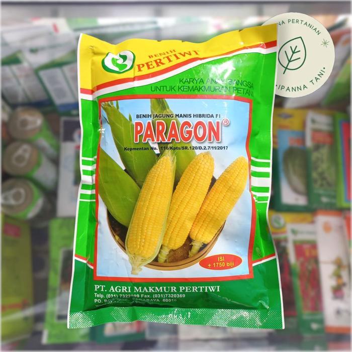 BENIH PARAGON BENIH JAGUNG MANIS HIBRIDA F1 BIBIT SAYURAN JAGUNG MANIS