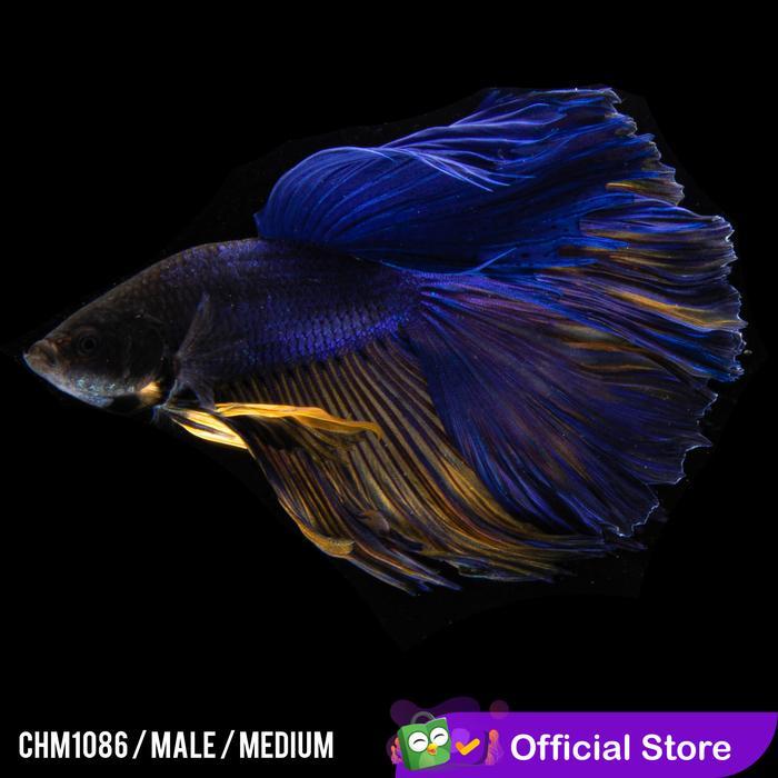 Cupang Hias Halfmoon / Jantan / Betta Fish Halfmoon Blue Yellow Mix