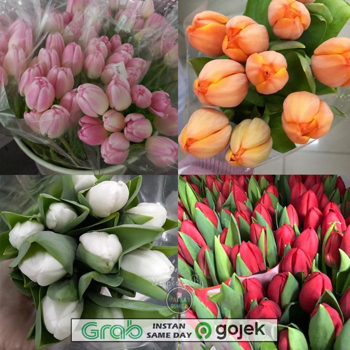 bunga tulip segar asli / tulip bunga segar asli