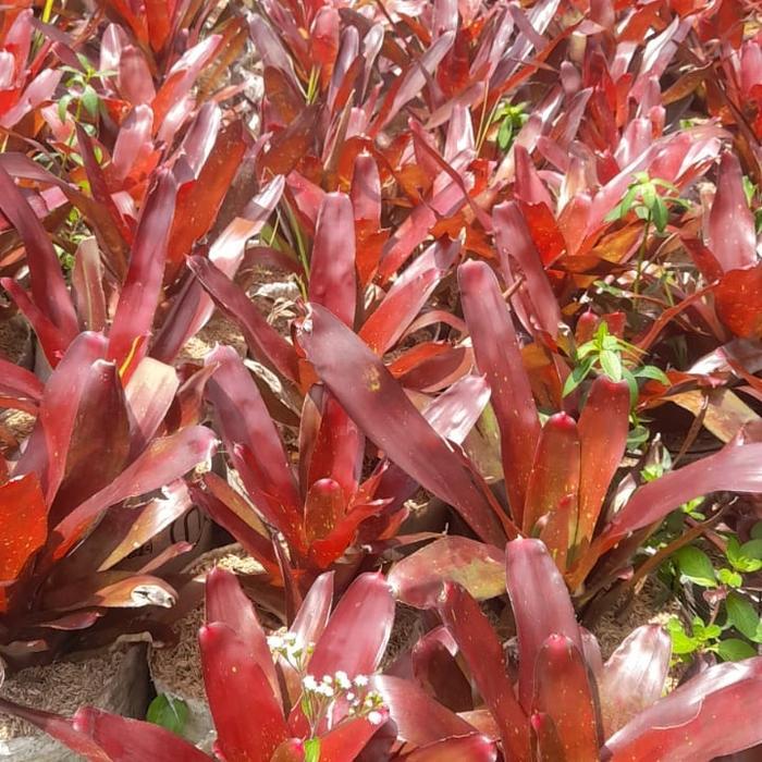 Tanaman Bromelia Merah Besar - Pohon Bromel - Bromelia Merah Giant