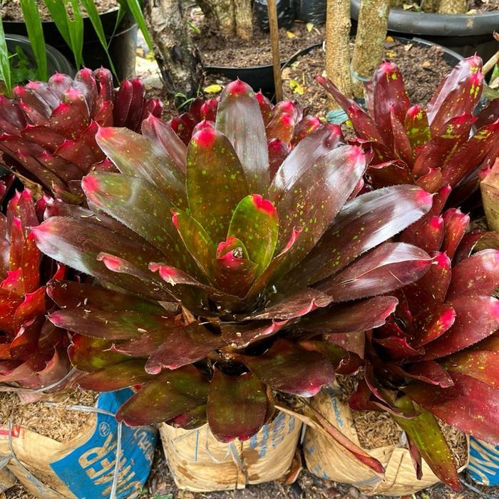 Terbaru Bromelia Neoregelia Merah Jumbo - Tanaman Hias Bromelia Neoregelia // Bromelia Merah