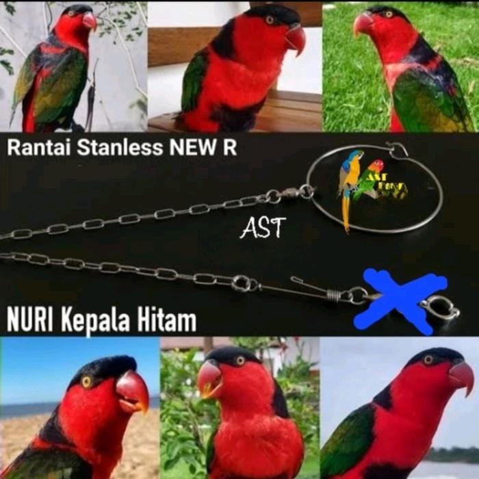 Rantai kaki burung nuri bahan stainless steel
