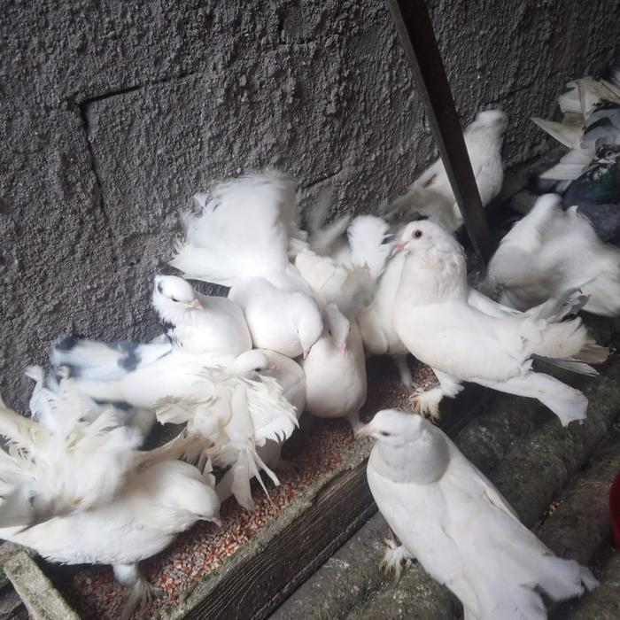 Merpati Kipas Hias Putih Dan Bercak. Harga Untuk 1 Ekor #Gratisongkir