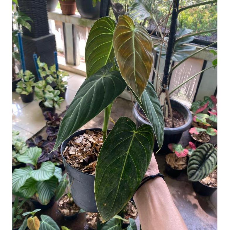 Philodendron Melanochrysum Narrow Tanaman Hias
