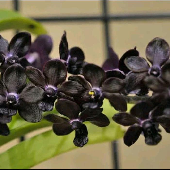 Anggrek Rhynchostylis Gigantea Srisiam Hybrid Dewasa Siap #Promo