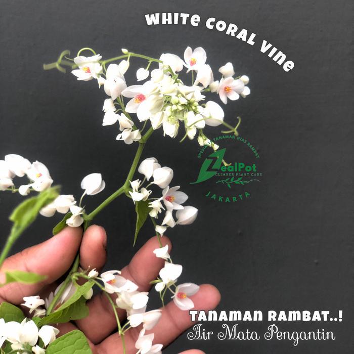 Terbaru Tanaman Hias Rambat Air Mata Pengantin Bunga Putih
