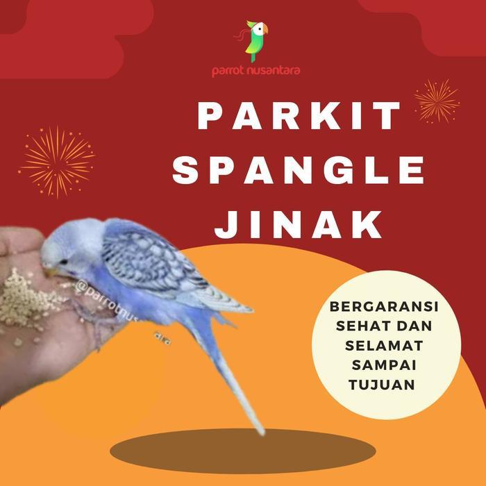 burung parkit jinak spangel