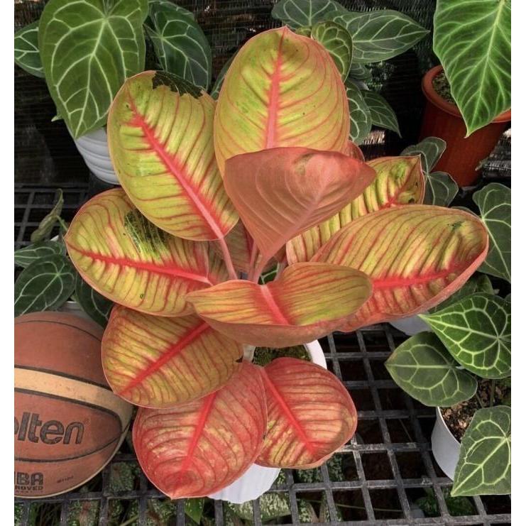 "New" Bonggol aglonema Goliat Merah Indukan Jumbo