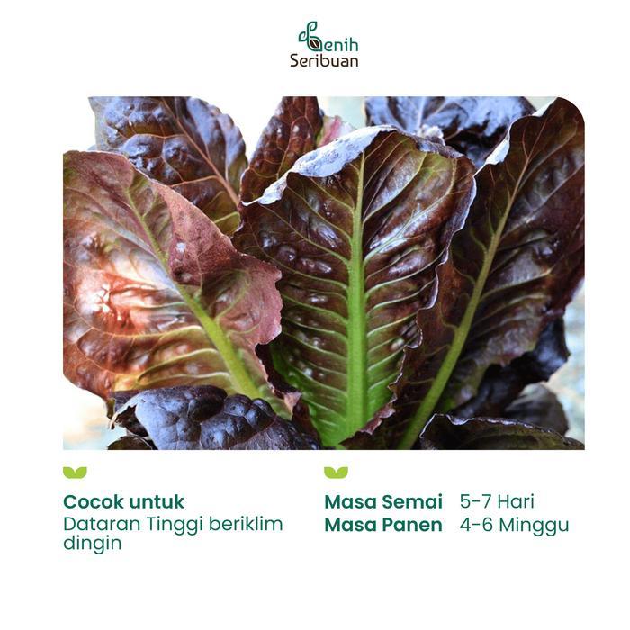 PROMO SPECIAL 100 Benih Selada Red Romaine Merah Bibit Sayuran Lettuce Romain Super