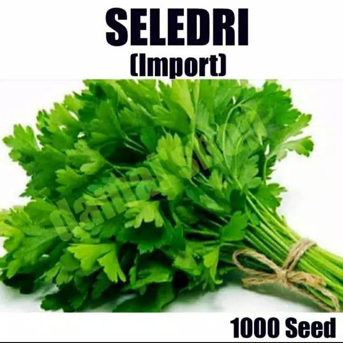 "New" Benih Bibit Seledri - Celery Kemasan Repack Import