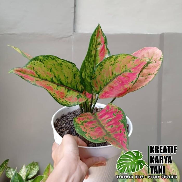 Tanaman Aglonema Hengheng - Aglaonema Heng Heng