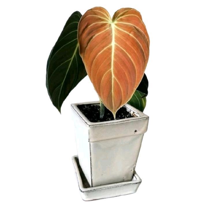 TERMURAH taan philodendron melanocrysum narrow melano Daun Hijau READY STOCK