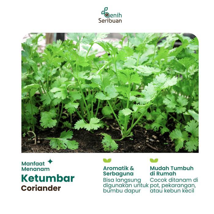 MURAH 25 Benih Ketumbar Coriander Favor Bibit Sayuran Known You Seed Import