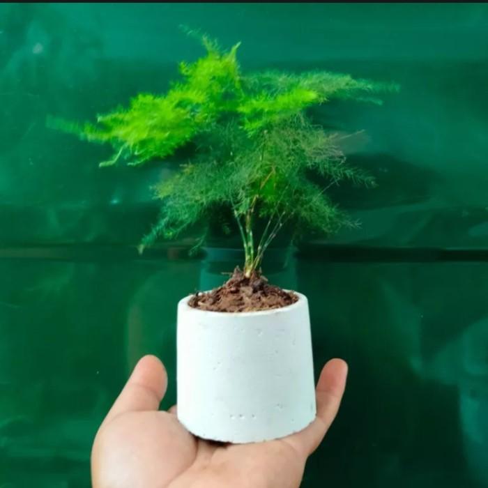 Bambu mini. tanaman hias. tanaman hias bambu mini