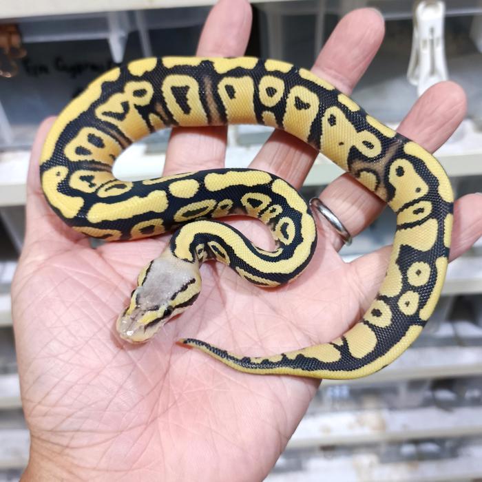Ball Python Normal Betina Murah Sehat Garansi Pengiriman Original