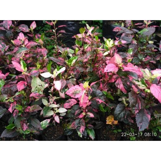 Pohon Bunga Sepatu Variegata