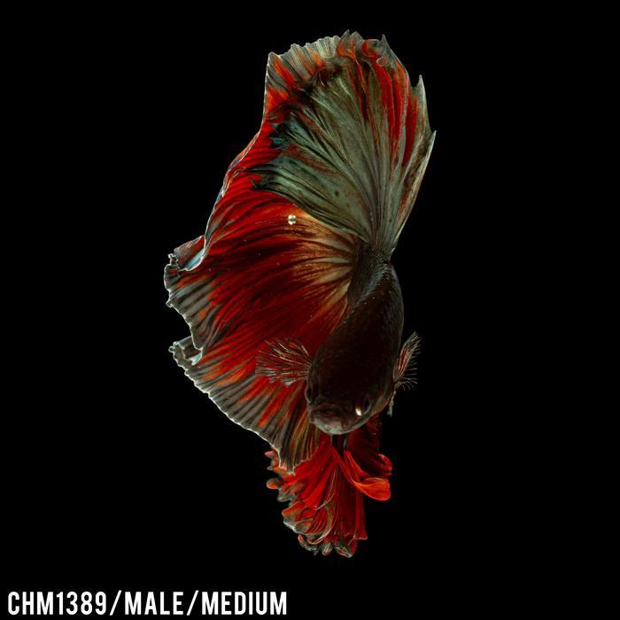 Cupang Hias Halfmoon Red Copper / Betta Fish Halfmoon