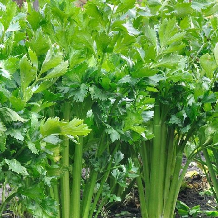 "New" Benih Bibit Seledri - Celery Kemasan Repack Import
