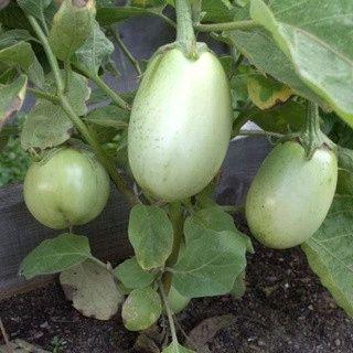 "New" 250 BUTIR BENIH TERONG LALAP BULAT PONDOH BESAR