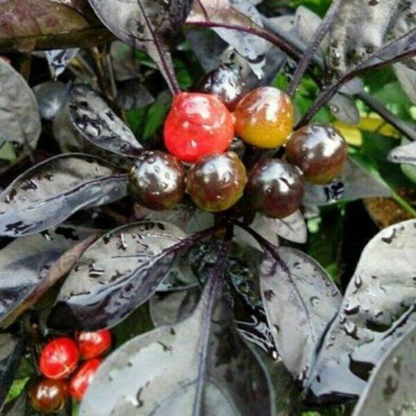 BERGARANSI Benih Bibit Cabe Black Pearl Biji Tanaman Cabai Hias Hitam Bulat Unik