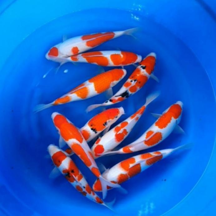 Ikan Koi Kohaku Import Size 30-35Cm Paket 5 Ekor Murah