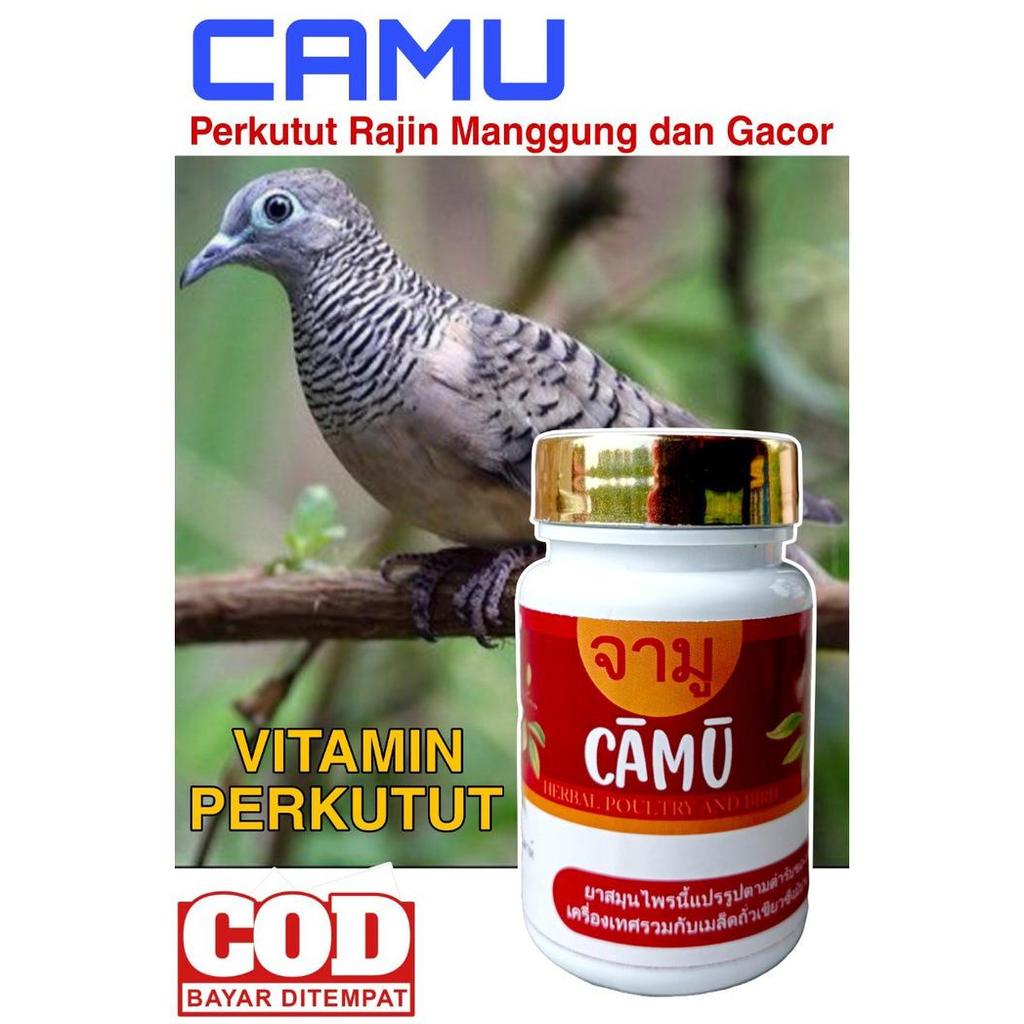 TERMURAH Camu Jamu Pil Perkutut Gacor Sehat Rajin Manggung Super Bangkok Katurangan lokal Putih Mata