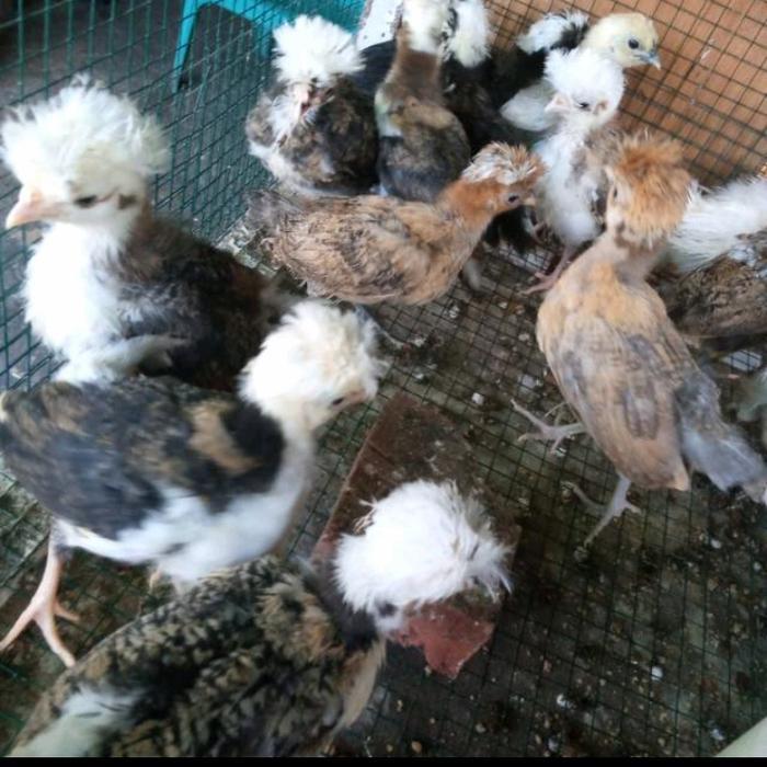 Ayam Polan - Ayam Poland - Ayam Jambul Polland Terlaris
