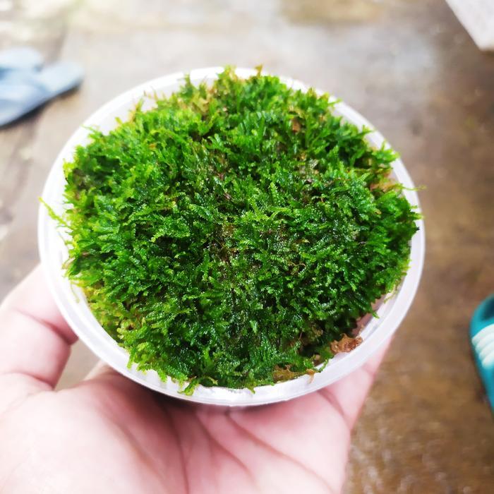 Ready Moss Weeping Mini Porsi Cup 300 Ml