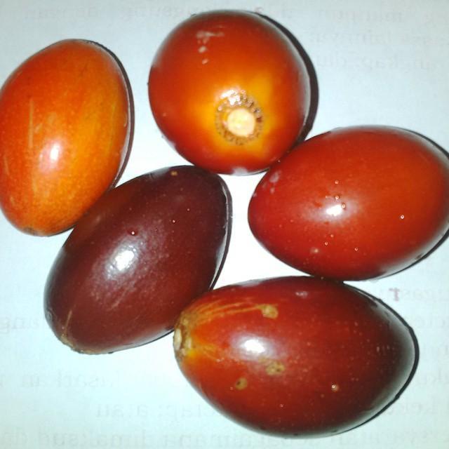 TERUJI biji/benih/bibit buah sawo kecik