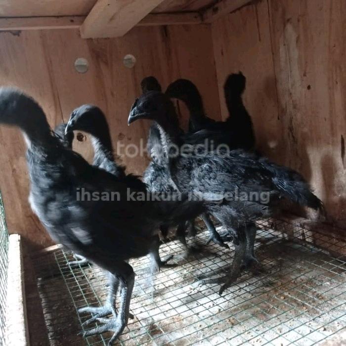 ayam cemani super