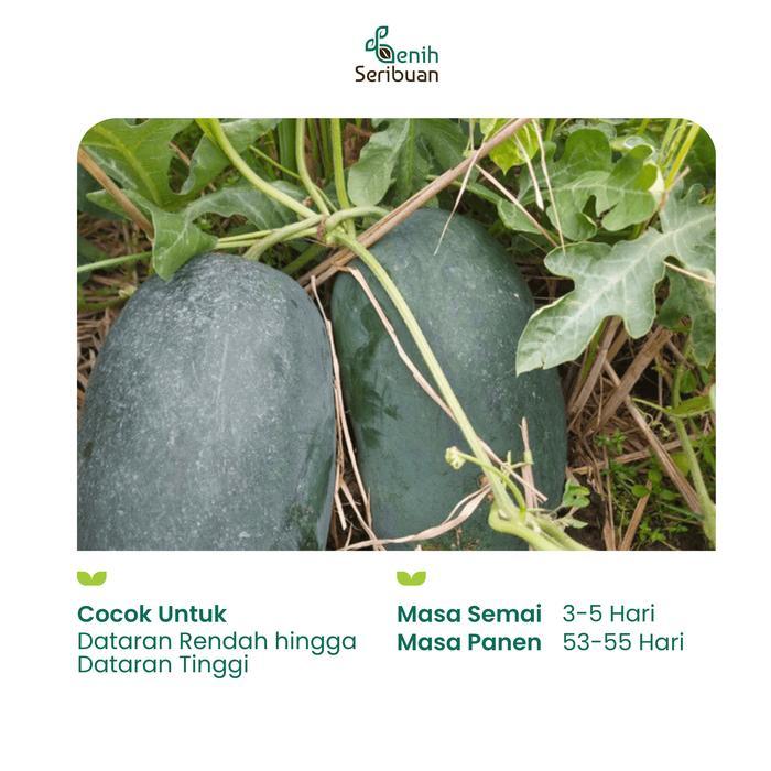 SPECIAL Benih Buah Semangka Inul Merah Jumbo F1 Hibrida Premium - Benih Seribuan