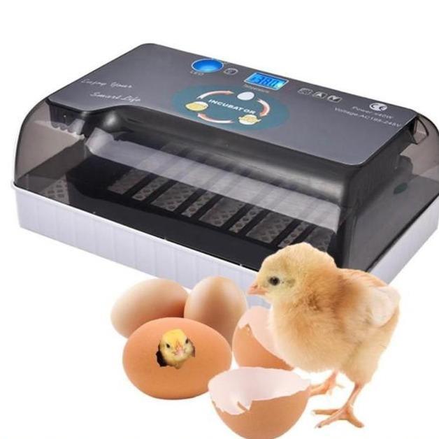 12 Egg Incubator Penetas Telur HHD 12 Full Otomatis Burung Murai Sulcata RF CH