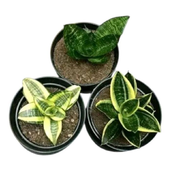 Promo Murah COD Paket hemat 3 Tanaman hias sansivera mini - sansivera indoor/outdoor Daun