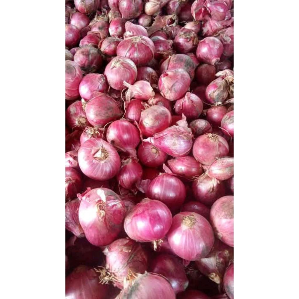 bawang merah 1kg lokal jawa jumbo