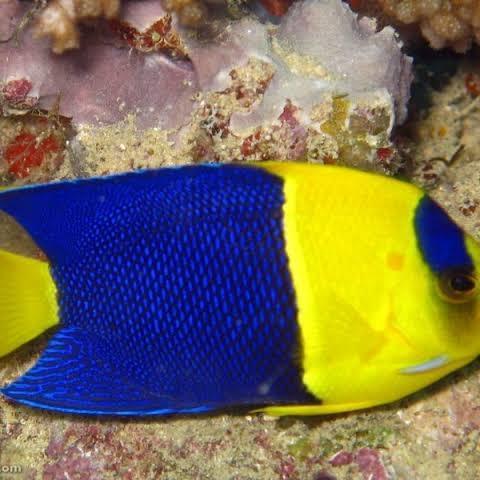 Ready Ikan Hias Laut Angel Bk Blue Yellow Angel Fish