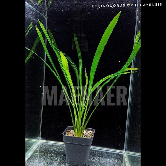 Ready Echinodorus Uruguayensis Big Size Full Air Tanaman Aquascape Low Co2 Maenaer