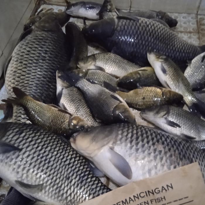 Essen Ikan Mas Pandawa Esen Oplosan Ikan Mas Lomba Galatama Galapung Harian Kilo Gebrus Masteran
