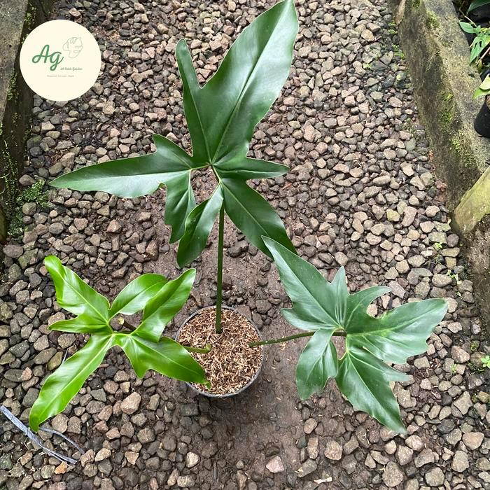PROMO thaumatophyllum sonora -sonora