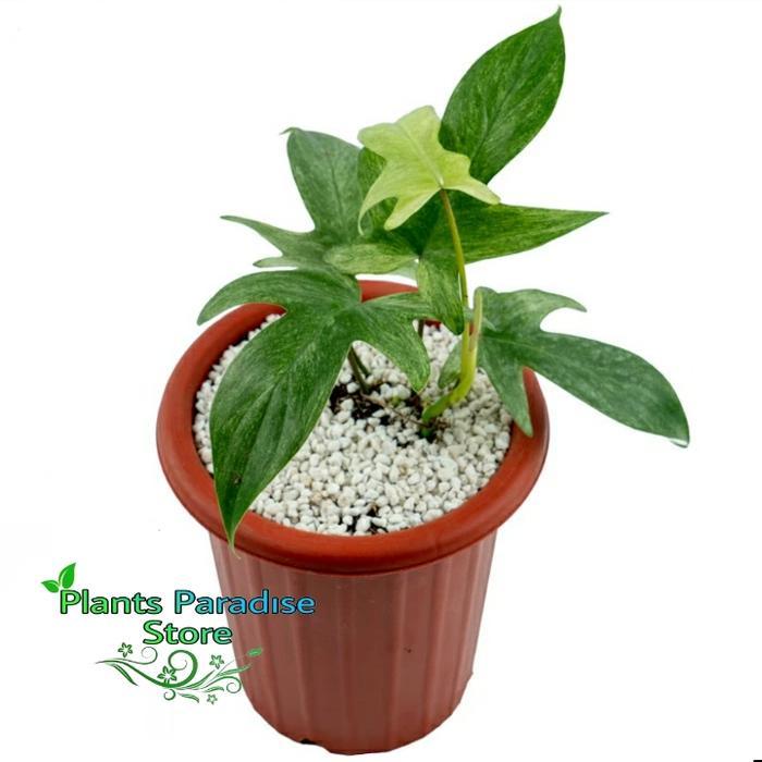 Tanaman Hias Philodendron Florida Ghost - Florida Ghost Mint Daun Mint