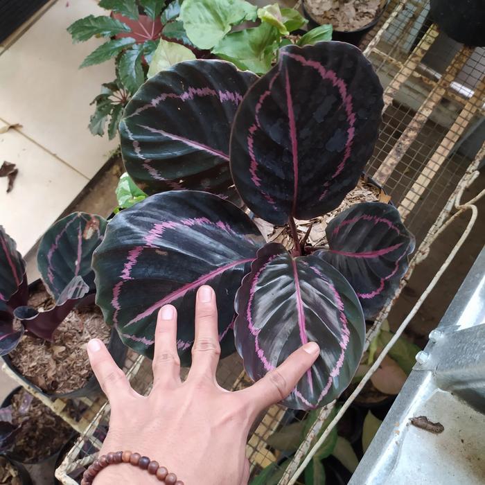 Tanaman Hias Calathea Black Lipstik - Calathea Black Lipstik