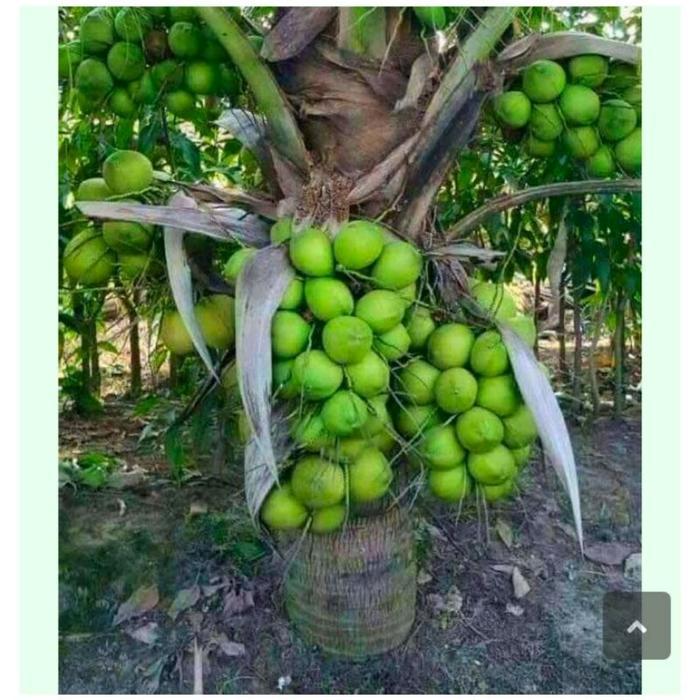 ASLI BENIH KELAPA GADING HIJAU HIBRIDA(bbt kelapa gading hijau hibrida) Bibit READY STOCK
