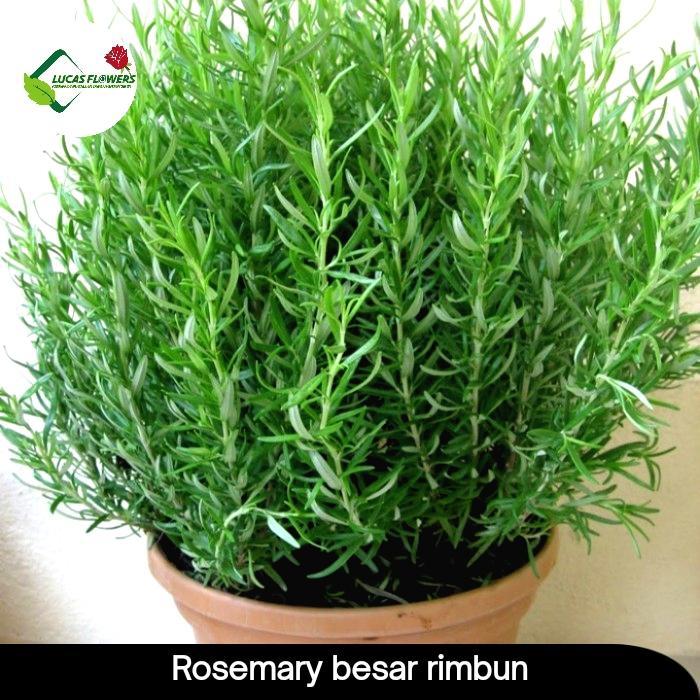 Tanaman Hias Rosemary Rimbun Dan Besar + Pot - Rosemary Besar Tanaman Aromatik & Herbal Serbaguna