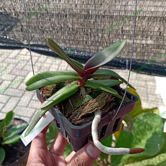 ASLI Remaja Anggrek Rhyncostilis Gigantea Bibit Bunga Ekor Rubah Taan READY STOCK
